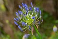 Blue Agapanthus African Lily close-up, elegant in the wild. Royalty Free Stock Photo