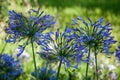 Blue Agapanthus (africanus) Royalty Free Stock Photo