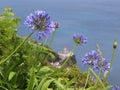 Blue agapanthus flowers against the lighthouse and the ocean Royalty Free Stock Photo
