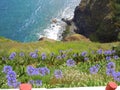 Blue agapanthus flowers on cliff top