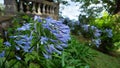 Blue Agapanthus flowers, close up.  Also known as Lily of the Nile or African Lily Royalty Free Stock Photo