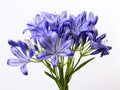 Blue agapanthus is a type of herbaceous plant in the lily family. Generative AI