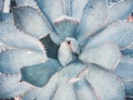 Blue agava close up background. Floral abstract texture Royalty Free Stock Photo