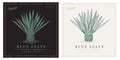 Blue agave azul vintage retro detailed engraved illustration. Agave tequilana