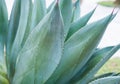 Blue agave close up, plant on the natural background