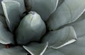 Blue Agave Closeup