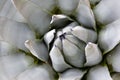 Blue Agave Closeup