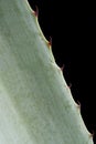Blue agave detail Royalty Free Stock Photo