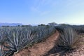 Blue Agave Field in Mexico