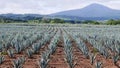 View of a Blue Agave field