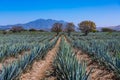 Blue Agave field in Tequila, Jalisco, Mexico Royalty Free Stock Photo