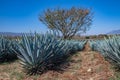 Blue Agave field in Tequila, Jalisco, Mexico Royalty Free Stock Photo