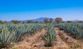 Blue Agave field in Tequila, Jalisco, Mexico Royalty Free Stock Photo