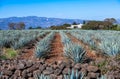 Blue Agave field in Tequila, Jalisco, Mexico