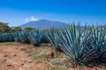 Blue Agave field in Tequila, Jalisco, Mexico Royalty Free Stock Photo