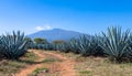 Blue Agave field in Tequila, Jalisco, Mexico Royalty Free Stock Photo