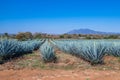 Blue Agave field in Tequila, Jalisco, Mexico