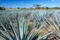 Blue Agave Field Royalty Free Stock Photo