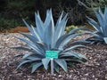 Blue Agave at Koko Crater Botanical Garden, Oahu, Hawaii Royalty Free Stock Photo