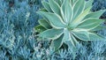 Blue agave leaves, succulent gardening in California USA. Home garden design, yucca century plant or aloe. Natural