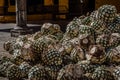 Blue agave pineapples lay in a pile before steaming, mashing and fermenting before making tequila Royalty Free Stock Photo