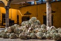 Blue agave pineapples lay in a pile in front of a large oven door Royalty Free Stock Photo