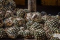 Blue agave pineapples lay in a pile waiting to be steamed, mashed and fermented to make tequila