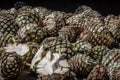 Blue agave pineapples with one split in half in the foreground Royalty Free Stock Photo