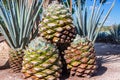 Blue Agave Pineapples Royalty Free Stock Photo