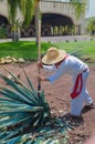 Blue Agave plant being harvested and cut, prepared for the production of Tequila Royalty Free Stock Photo