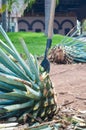 Blue Agave plant being harvested and cut, prepared for the production of Tequila Royalty Free Stock Photo