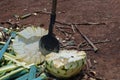 Blue Agave plant being harvested and cut, prepared for the production of Tequila Royalty Free Stock Photo