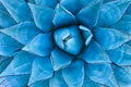 Blue Agave Plant Royalty Free Stock Photo