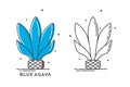 Blue agave plant for distill tequila. Isolated logo on white background. Two kinds flat style image of agricultural product with Royalty Free Stock Photo