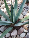 blue agave plant in a garden