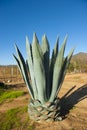 Blue agave plant in the Mexican landscape Royalty Free Stock Photo