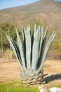 Blue agave plant in the Mexican landscape Royalty Free Stock Photo