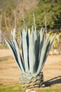 Blue agave plant in the Mexican landscape Royalty Free Stock Photo