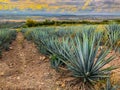 Blue agave plant, ready to make tequila Royalty Free Stock Photo