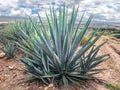 Blue agave plant, ready to make tequila Royalty Free Stock Photo