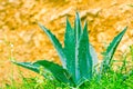 Blue Agave plant with sword like leaves Royalty Free Stock Photo