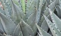 Blue Agave Plant,Agave Tequilana, San Angelo, Texas Royalty Free Stock Photo