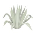Blue agave plant. Vector flat illustration isolated on white. Royalty Free Stock Photo