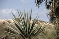 Blue agave plant on the white sand dune Royalty Free Stock Photo