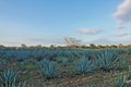 Blue agave plantation in mexico. Sunny day. On the field are even rows of bluish plants