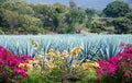 Blue Agave plants Royalty Free Stock Photo