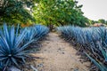 Blue agave plants in a row and some bright green trees in the background Royalty Free Stock Photo