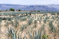 Blue agave plants to make Tequila Royalty Free Stock Photo