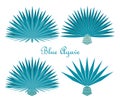 Blue agave or tequila agave plant. Vector set Royalty Free Stock Photo