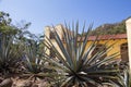 Blue Agave at a Tequila Factory in Jalisco Mexico